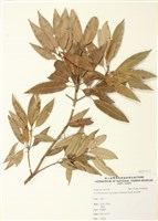 藏品(灰背櫟)的圖片